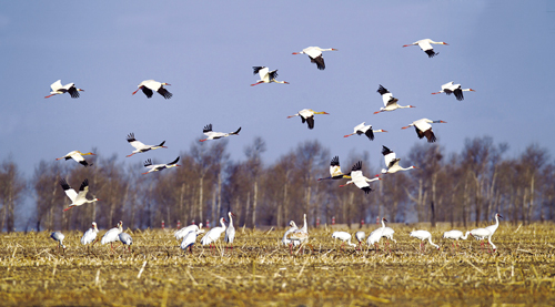 在金边湖附近农田里觅食的白鹤.jpg