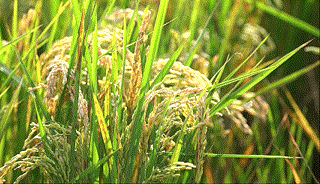 mmexportf314f6a67fa62a47c9cfbc89ba2183d9_1793016720579.gif